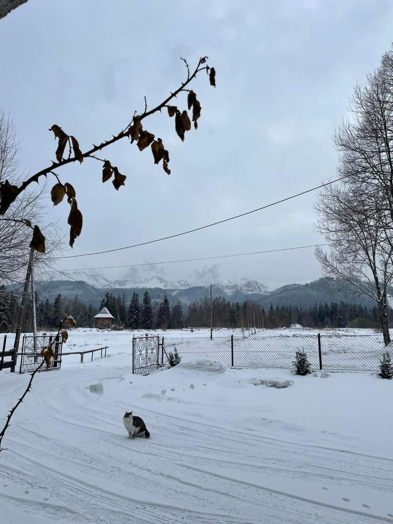 Pensjonat U Doroty, Zakopane - Twoje Miejsce W Gorach Buitenkant foto